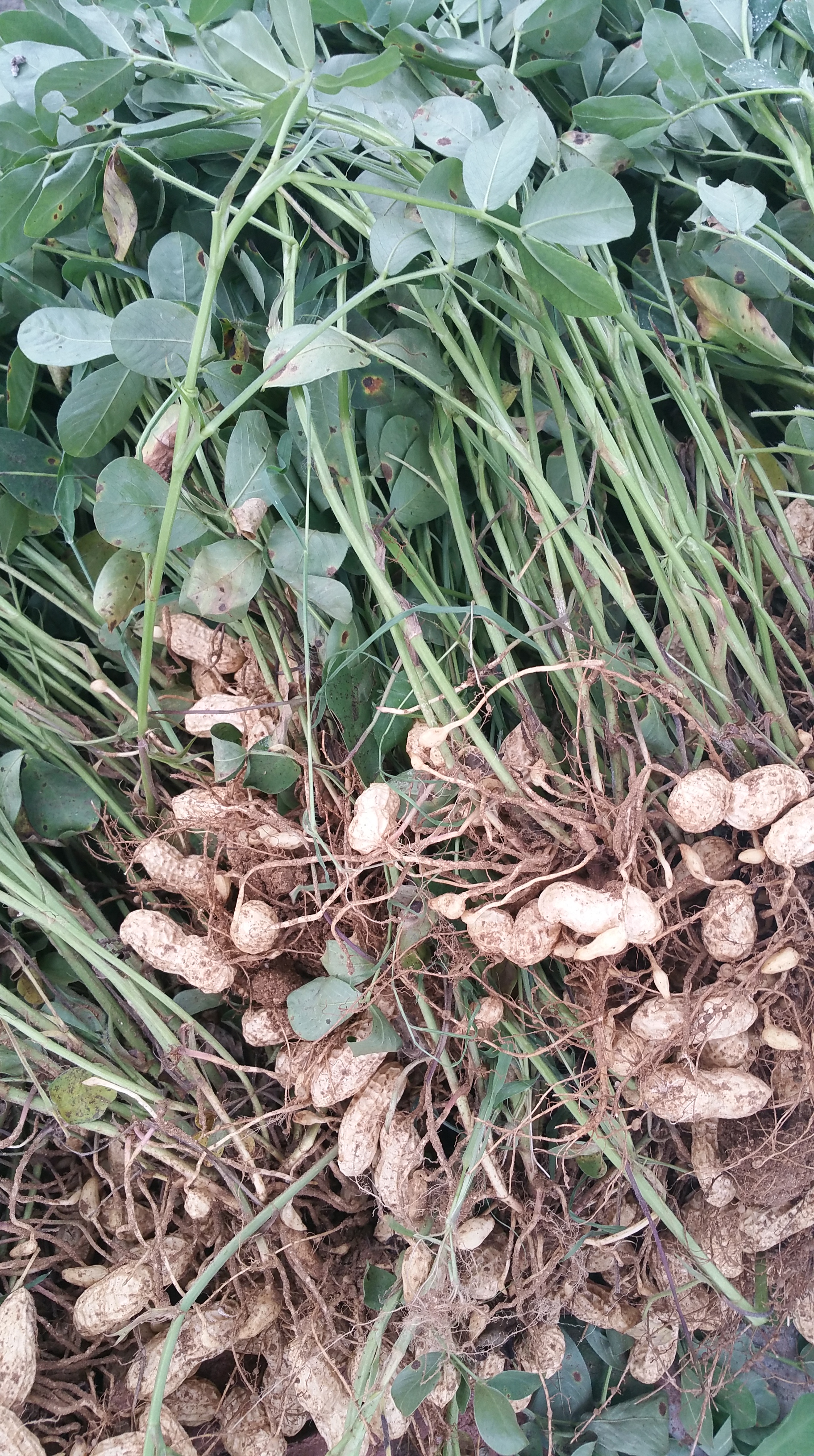 20160801_133336.jpg